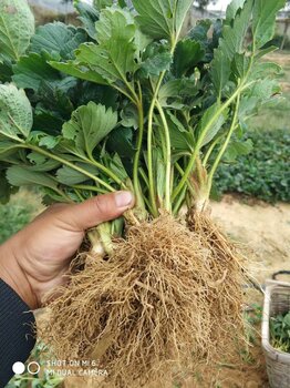 大棚草莓苗批發基地基地報價晶玉草莓苗種植技術